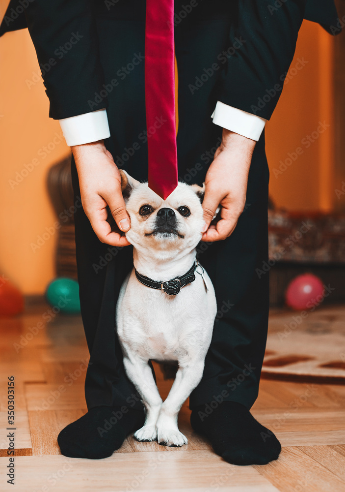 A man in a red tie poses with a dog of the Chihuahua breed. Wedding.Holiday concept