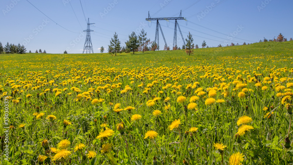 Fototapeta premium meadow on a hillside overgrown with yellow dandelions on a sunny summer day