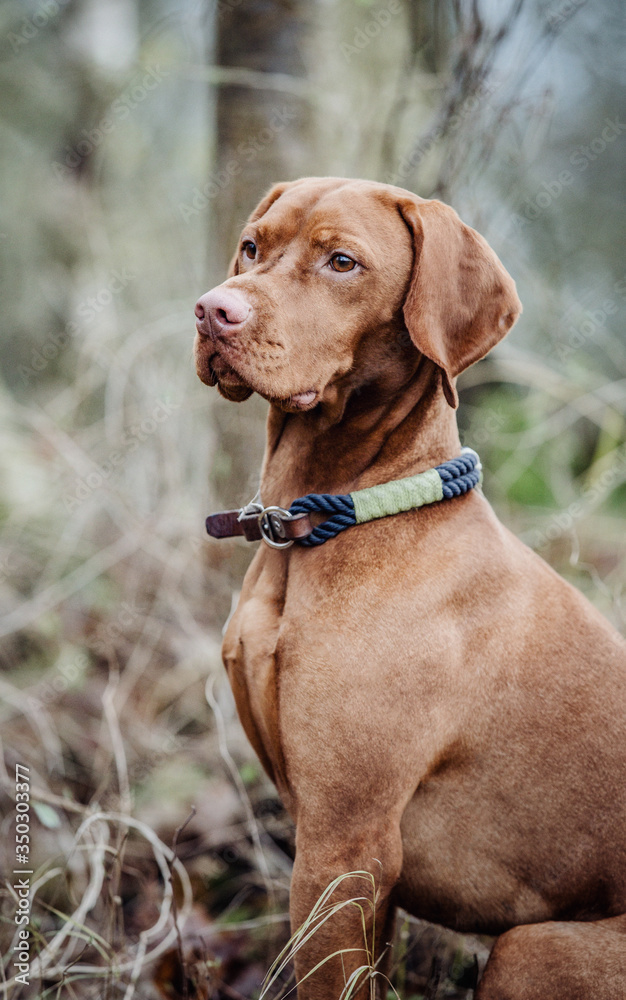 magyar-vizsla in sitzposition