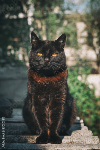 Black cat creepy/sinister face/portrait on background of nature. A black cat with a beautiful brown coloring on his neck sits and looks at the camera with a proud arrogant look.