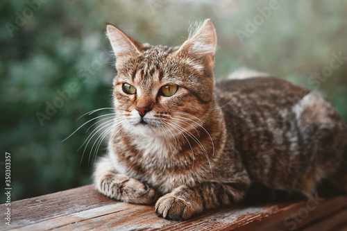 Beautiful portrait of striped cat resting at balcony, close up.