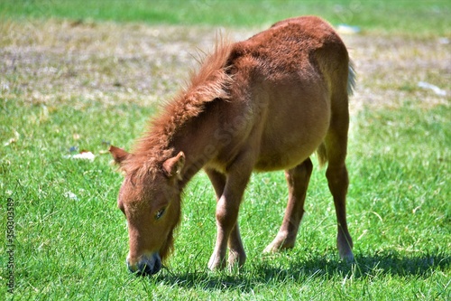 Pequeño caballo marrón comiendo hierba