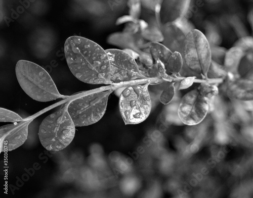 frost on leaf black and white