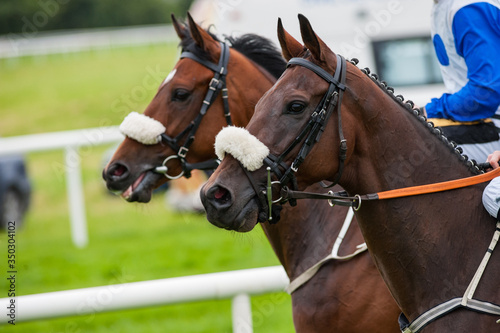 Close up on two race horses on the track before the race