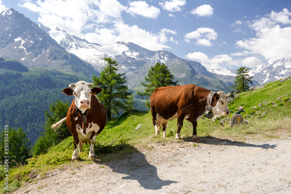 Mucche al pascolo in montagna. Estate in Valgrisenche. Valle d'Aosta. Italia
