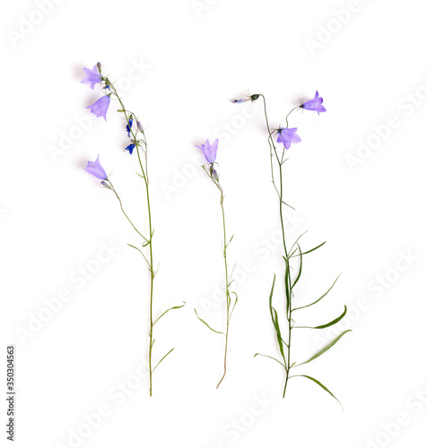 Fototapeta Naklejka Na Ścianę i Meble -  Blue wildflower. Bellflowers isolated on white. Campanula rotundifolia