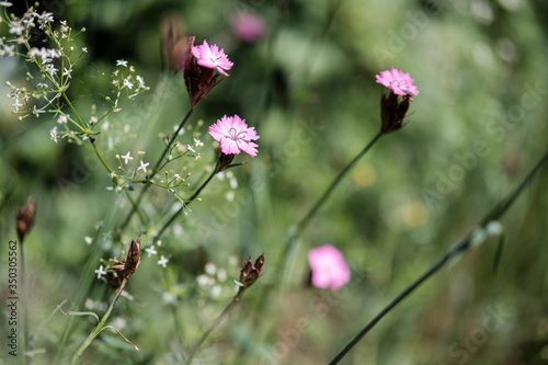 Pink flowers isolated in the nature on green bokeh background