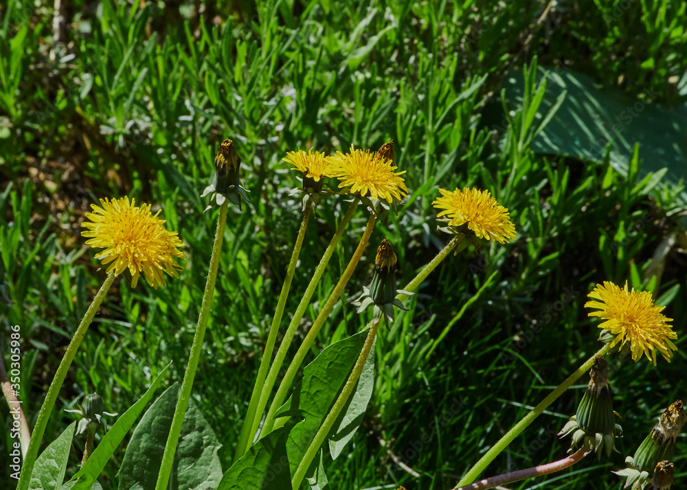 yellow dandelions on a flowerbed against a background of green grass on a sunny spring day yellow dandelions on a flowerbed against a background of green grass on a sunny spring day