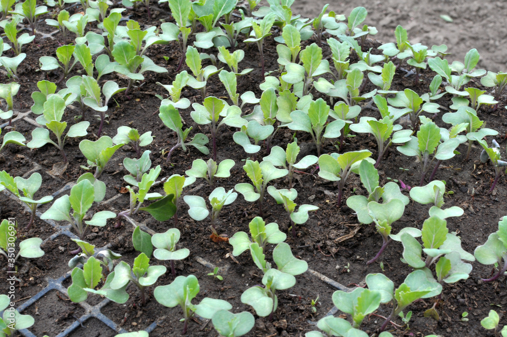 Seedlings of cabbage grown in plastic cassettes. Seedlings of cabbage grown in plastic cassettes.