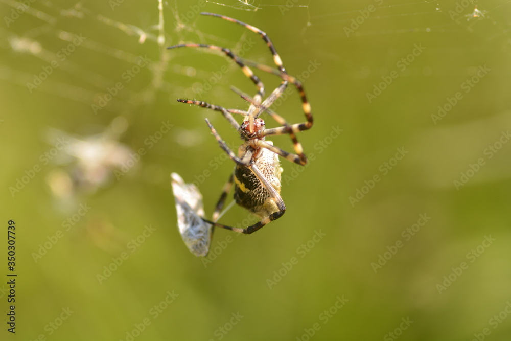 Araña Araña