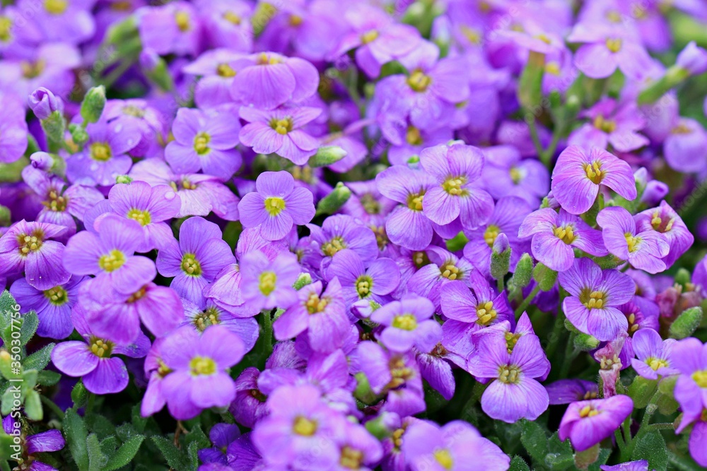 purple flowers in the garden