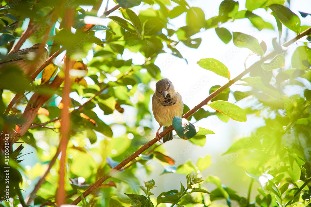 Obraz premium House Sparrow bird on a branch