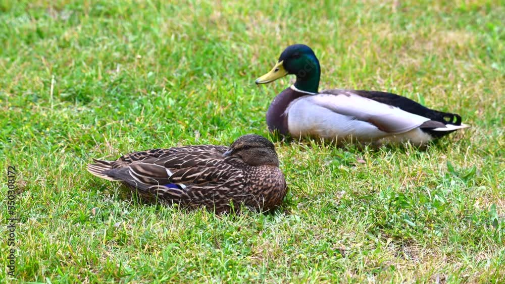 Mallards (Anas platyrhynchos) make themselves comfortable on the lawn and enjoy their togetherness and are happy together Mallards (Anas platyrhynchos) make themselves comfortable on the lawn and enjoy their togetherness and are happy together