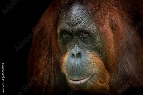 A beautiful fine art photo of an Orang-Utan