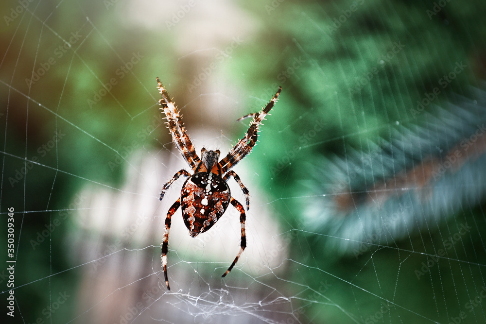 Big spider makes web. Spider macro on a green blurry background. Close-up Big spider makes web. Spider macro on a green blurry background. Close-up