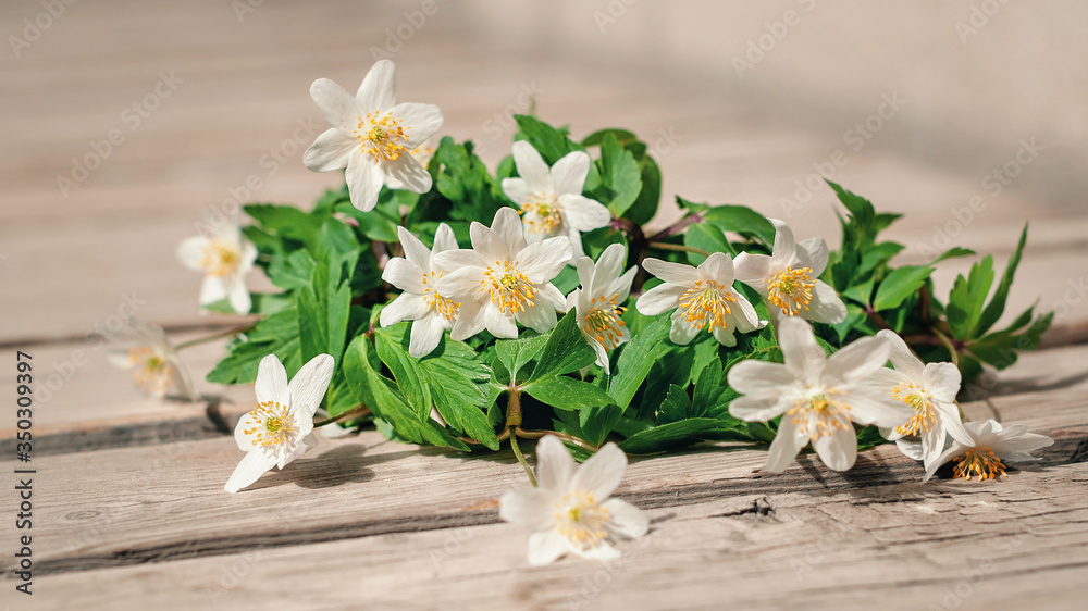Snowdrops in spring lie on a wooden table outdoors on a sunny day. Wild Anemone, Windflowers, Wood Anemone, Thimbleweed.