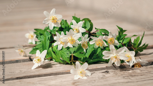 Snowdrops in spring lie on a wooden table outdoors on a sunny day. Wild Anemone, Windflowers, Wood Anemone, Thimbleweed.