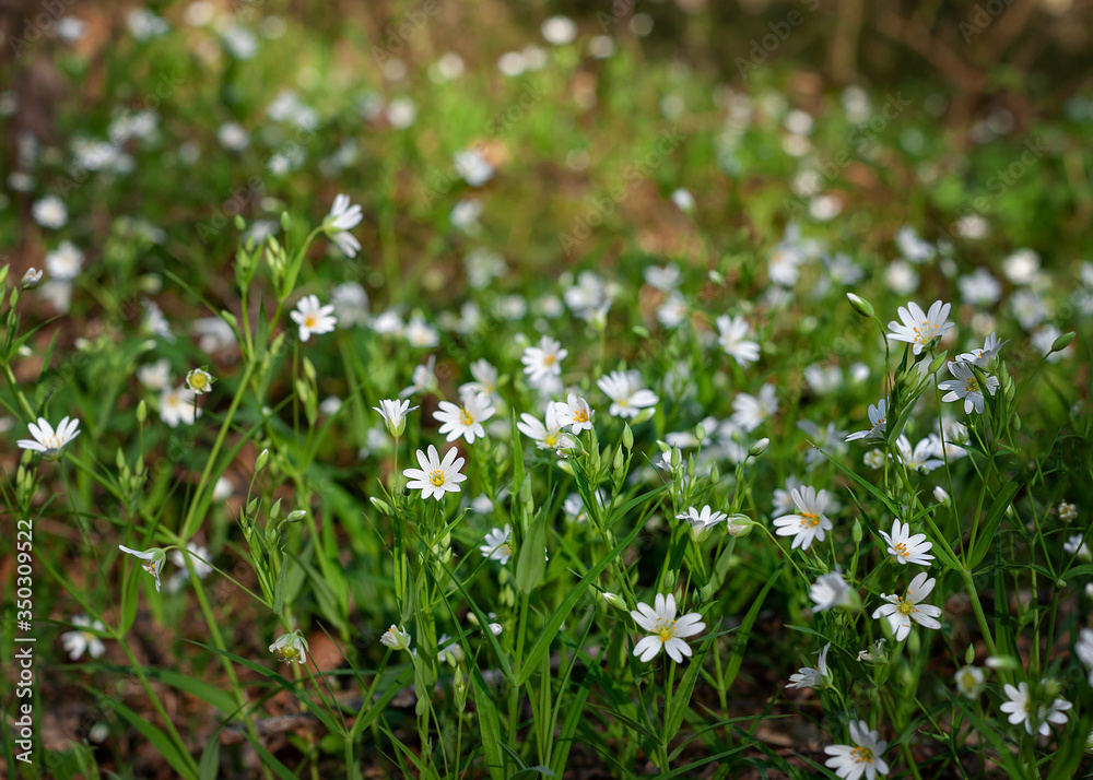 Little white wild flowers growing in a spring forest. Wallpaper nature forest flowers Little white wild flowers growing in a spring forest. Wallpaper nature forest flowers