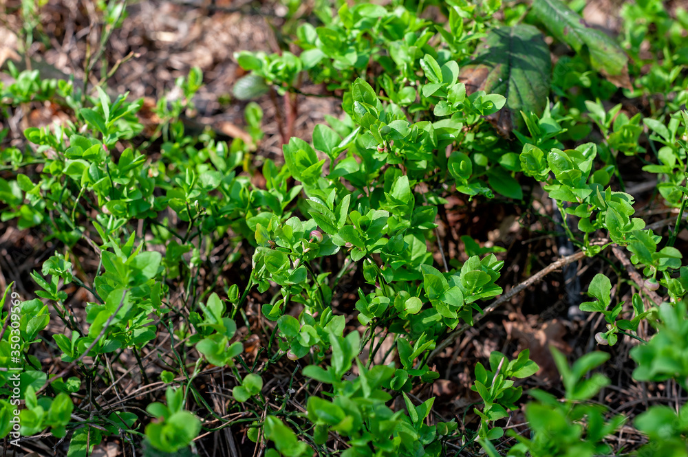 Blueberry bushes with young green berries in the forest. Unripe blueberries. Berries in the spring forest. Close-up. Selective focus Blueberry bushes with young green berries in the forest. Unripe blueberries. Berries in the spring forest. Close-up. Selective focus