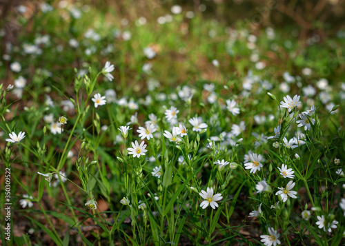Little white wild flowers growing in a spring forest. Wallpaper nature forest flowers