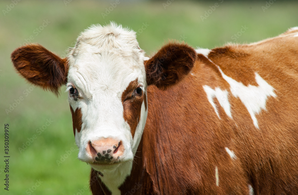 Portrait of a  Dairy cow in rural Ireland