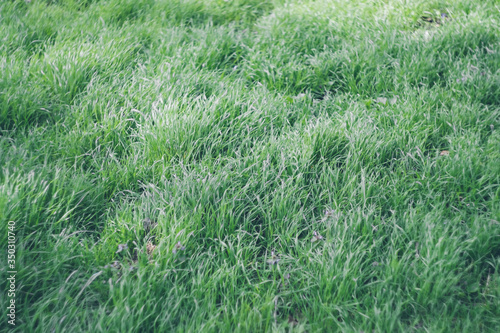 Fresh juicy green grass in the forest, field, park. Textural natural background. Copyspace.