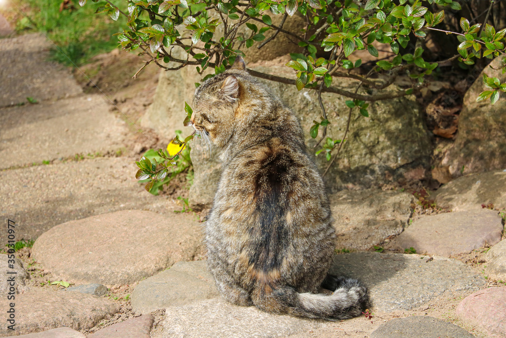 Fototapeta premium Grey cat basking in the sun, selective focus.