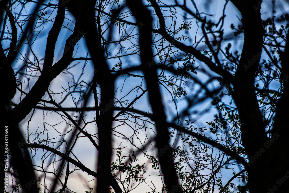 Silhouette of trees with blue sky Silhouette of trees with blue sky