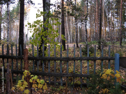 Mixed forest in the suburbs of Tomsk in Siberia in Russia