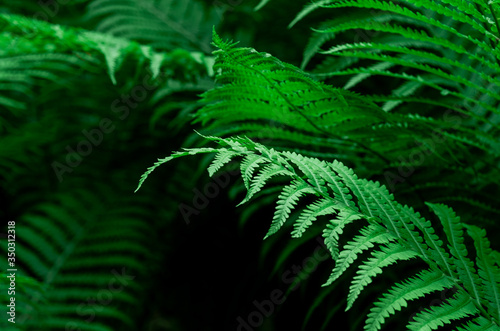 Tropical Green Leaves Fern Nature background close-up bush UFO