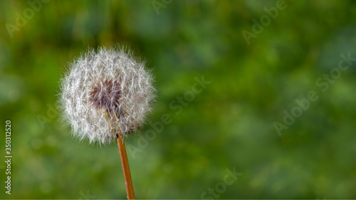 dandelion isolated on green background