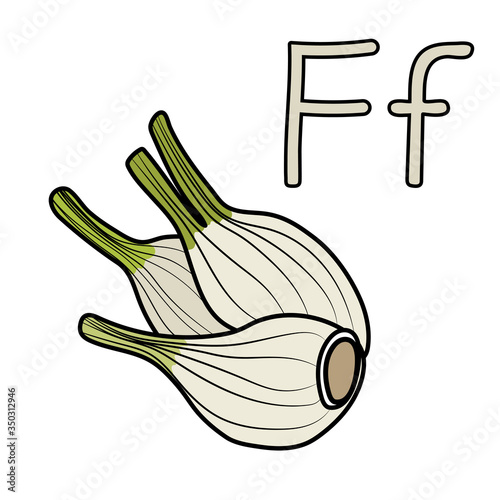 Fennel word in letter F. Cartoon outline of root. Vector outline freehand drawing, sketch, vegetable, black lines, isolated white background, Visual material for the study of letters.