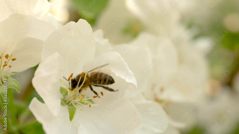 Close up of one honey bee flying around the Apple tree flowers Close up of one honey bee flying around the Apple tree flowers