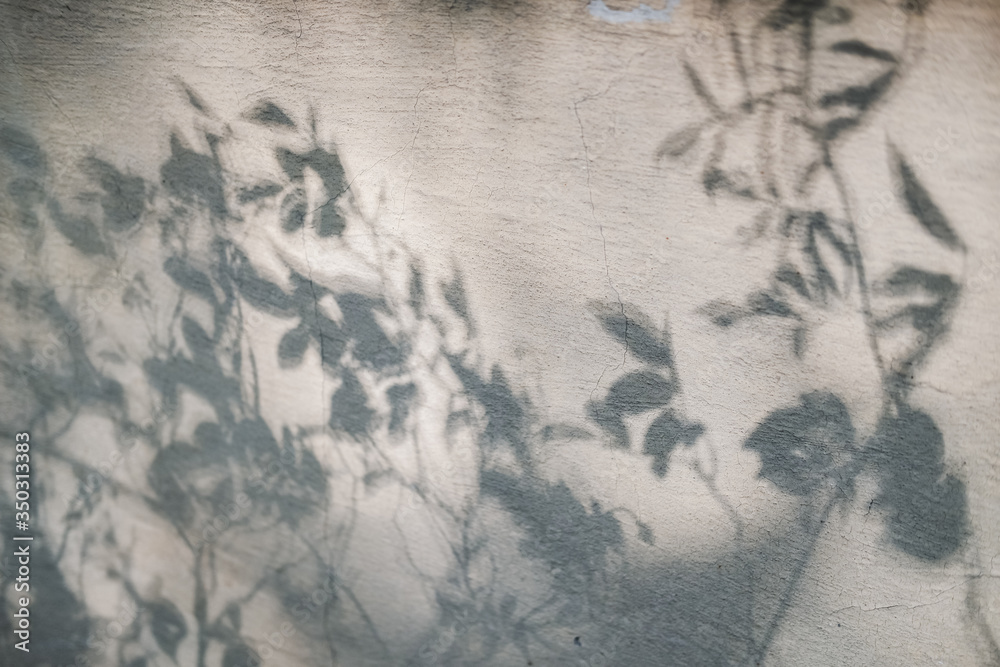 Shadows from tree branches on a gray concrete wall. Hard light, copy space.