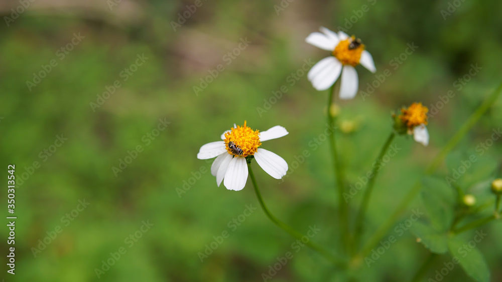 Honey bees pollinating on flower in the garden. Honey bees pollinating on flower in the garden.