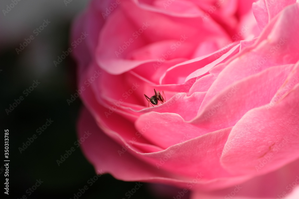 Englische Rose mit Insekt Ameise Makro edel schön Englische Rose mit Insekt Ameise Makro edel schön