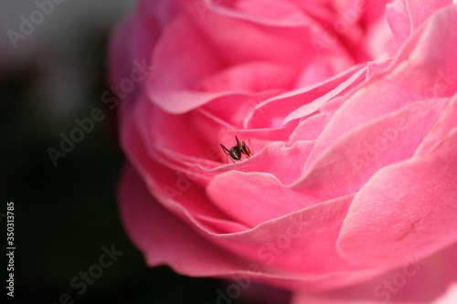 Englische Rose mit Insekt Ameise Makro edel schön