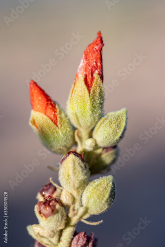 red buds on wild Geranium plant natural wildflower growing in Owens Valley, California USA