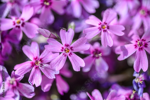 beautiful purple flowers with dew drops on petals in sunshine, close view 