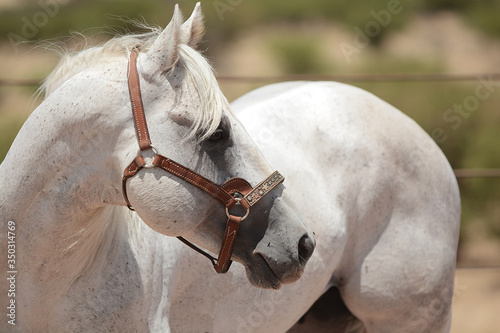 Garañones, Sementales Cuarto de milla AQHA