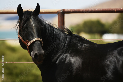 Garañones, Sementales Cuarto de milla AQHA