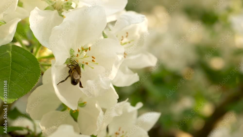 Close up of one honey bee flying around the Apple tree flowers Close up of one honey bee flying around the Apple tree flowers