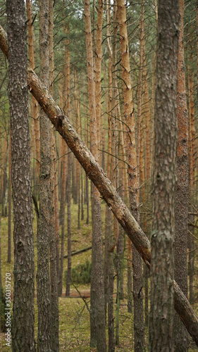 Fototapeta Naklejka Na Ścianę i Meble -  Drzewo