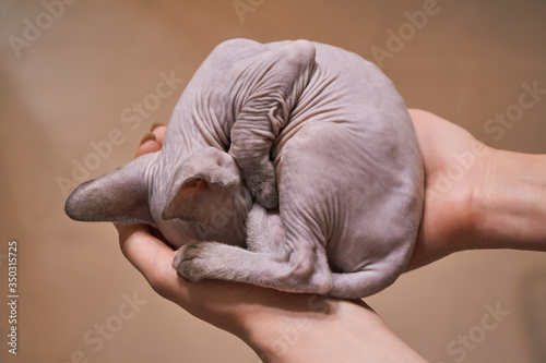 Woman holding little baby sphinx 2 month old in her hand.