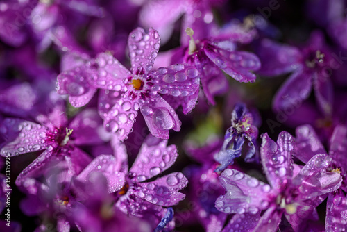 Fototapeta Naklejka Na Ścianę i Meble -  beautiful purple flowers with dew drops on petals in sunshine, close view 
