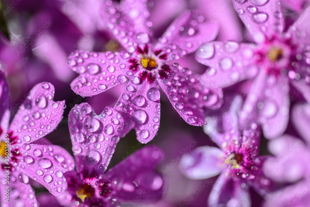 beautiful purple flowers with dew drops on petals in sunshine, close view beautiful purple flowers with dew drops on petals in sunshine, close view