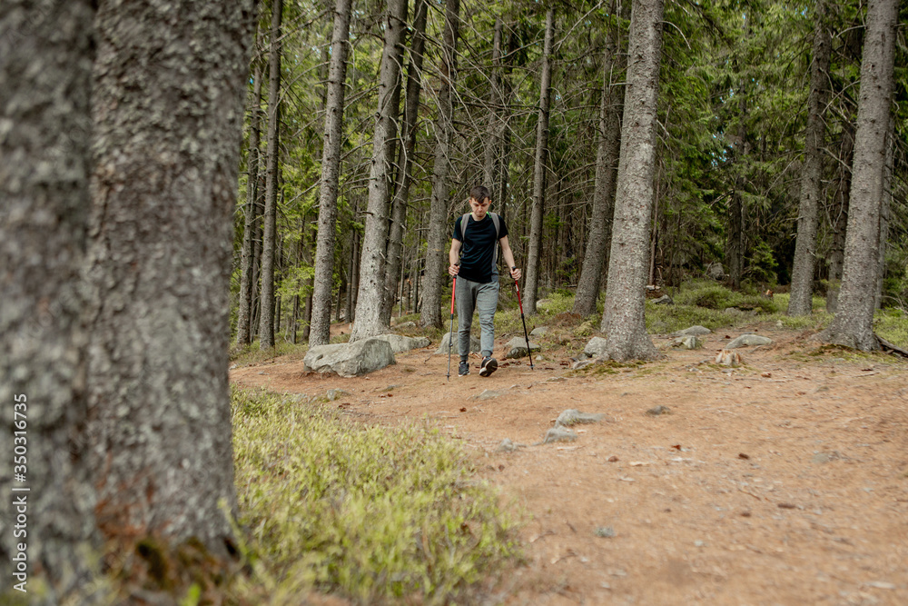 A man is a tourist in a pine forest with a backpack. A hiking trip through the forest. Pine reserve for tourist walks. A young man in a hike in the summer.