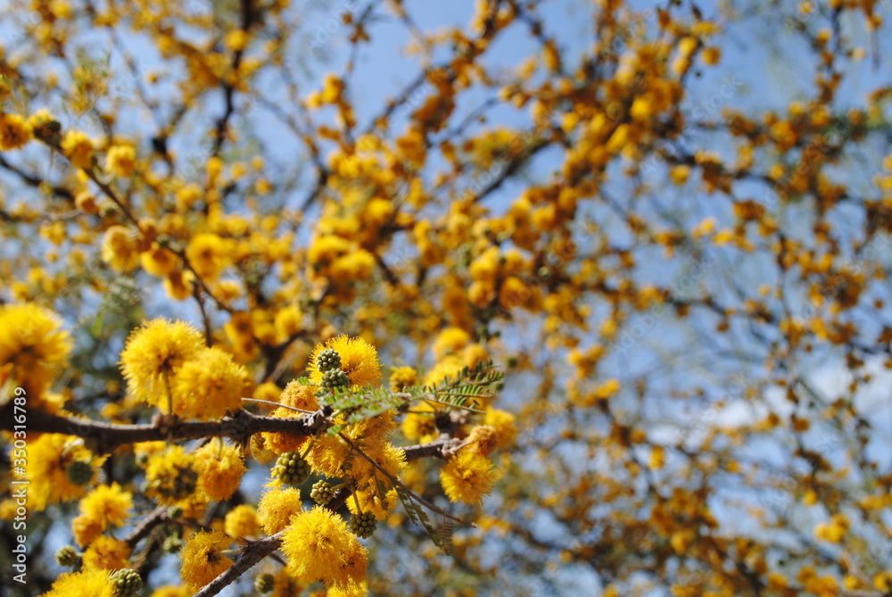 Yellow autumn or spring flowers with leaves Yellow autumn or spring flowers with leaves