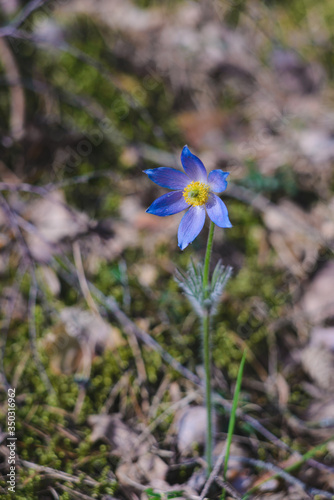 Spring blue crocus in the grass in the forest