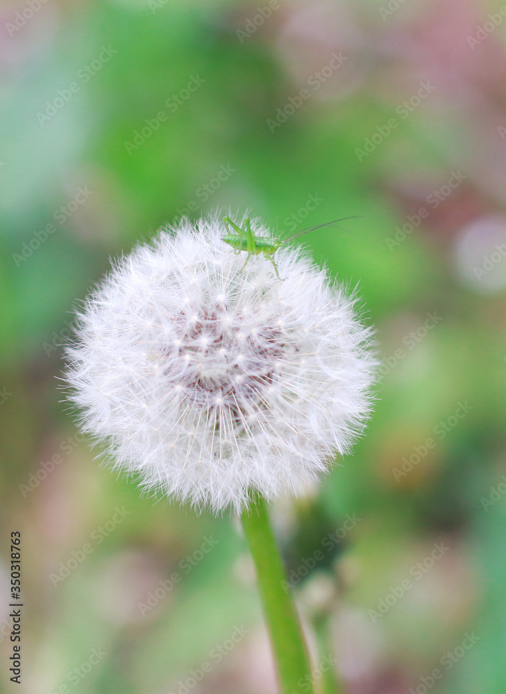 green grasshopper sits on a white dandelion in spring in the meadow